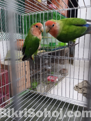 love bird